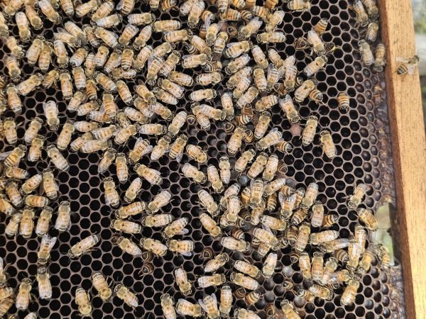 Imagen de Galer&iacute;a 03 - Tour de Abejas